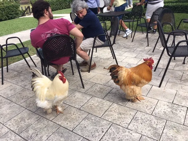 Chickens at the distillery...