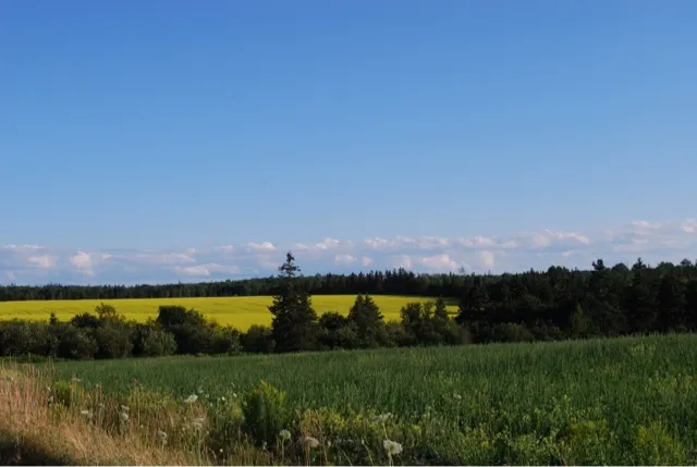 Fields of yellow flowers....which are either Canola or Mustard...per our Inn Keeper.