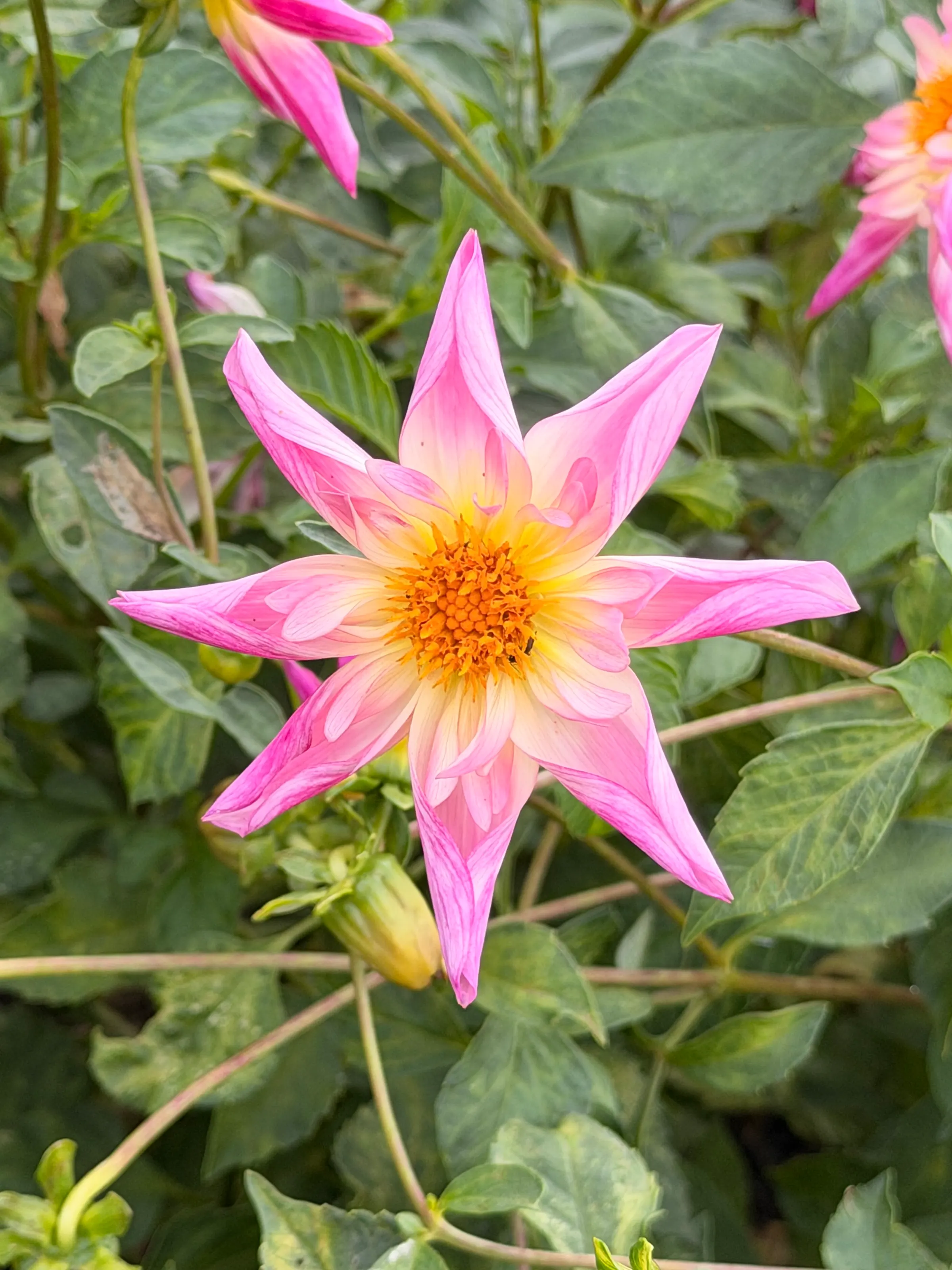 Such beautiful flowers all over the grounds here. These are just a few.