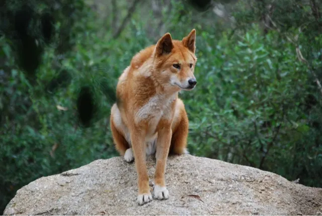 Dingo....