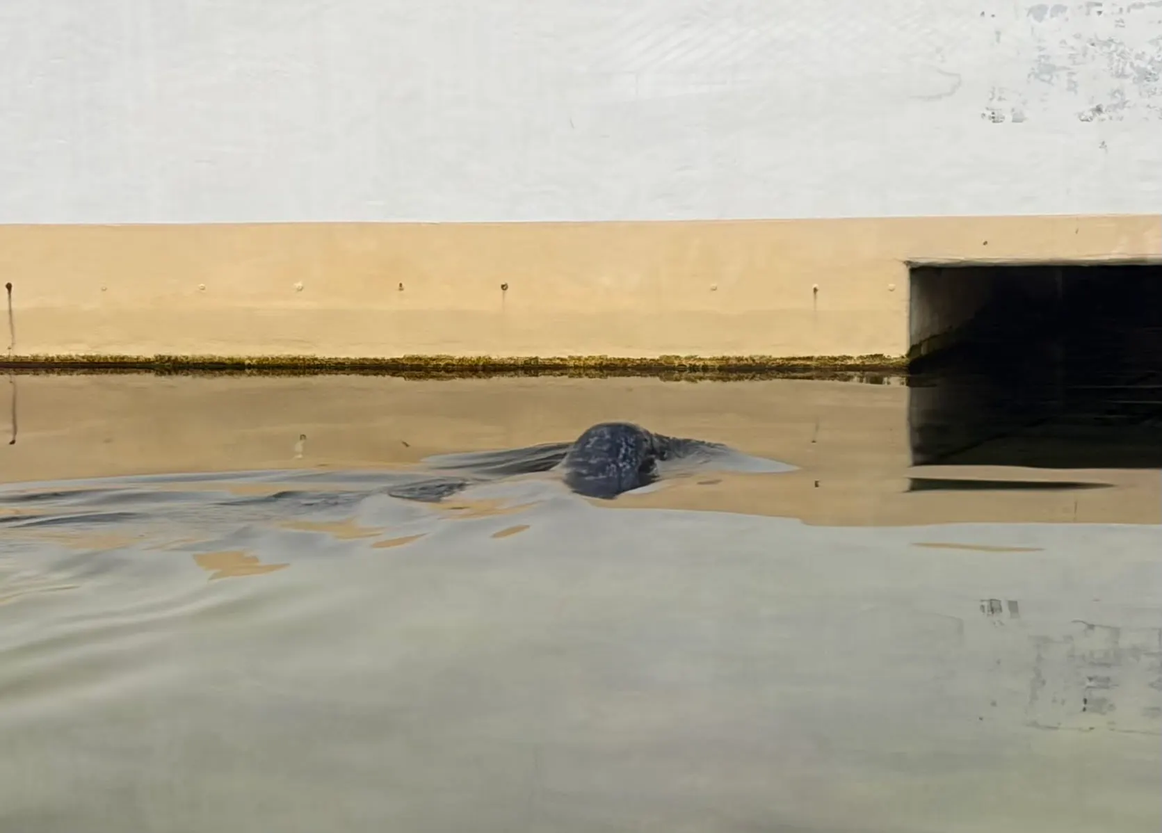 That’s a seal in one of the small ponds outside the aquarium.