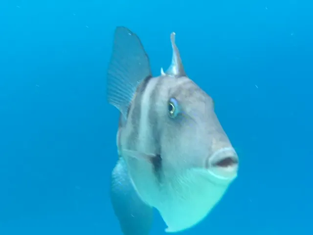 Kami took this picture. This fish wanted to be her new boyfriend