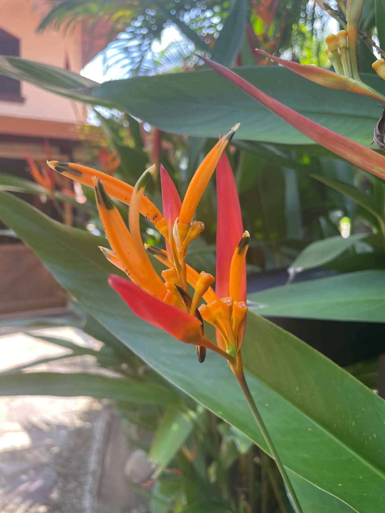 More flowers and foliage….