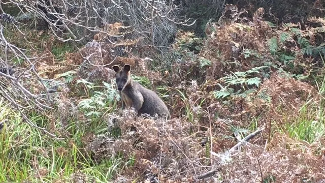 A small Kangaroo eating as we descended to the beach.