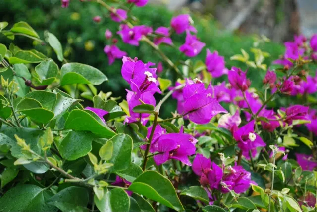 Some beautiful flowers on our hike up to the Castillo (fort).