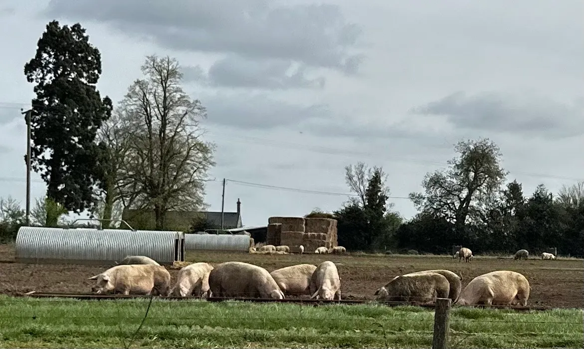 As we’ve been driving, we have noticed lots of pig farms in the area. And at times we have seen small piglets running around. I guess from here I get my baby back ribs I’ve been eating over here!