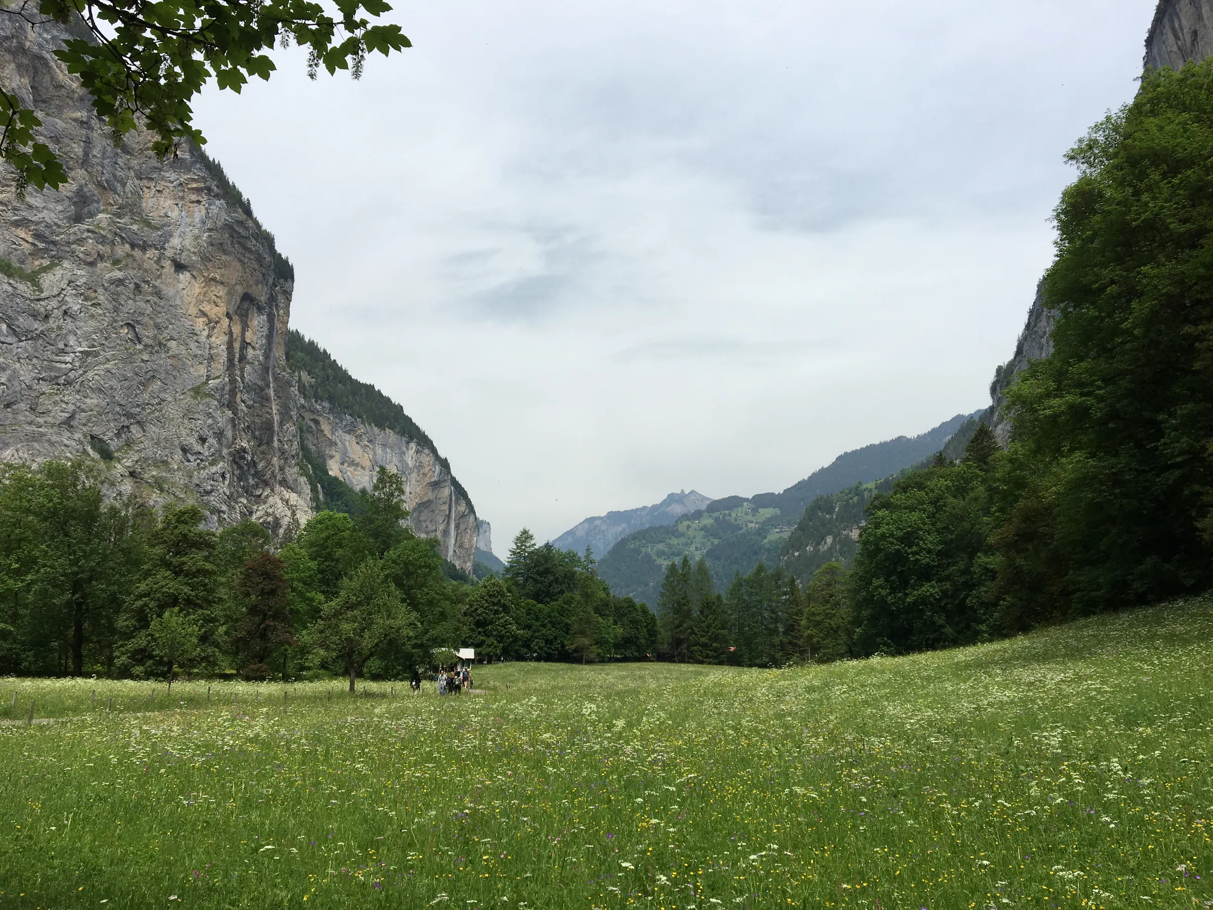 The valley floor. Green and amazing with many flowers blooming beautifully.