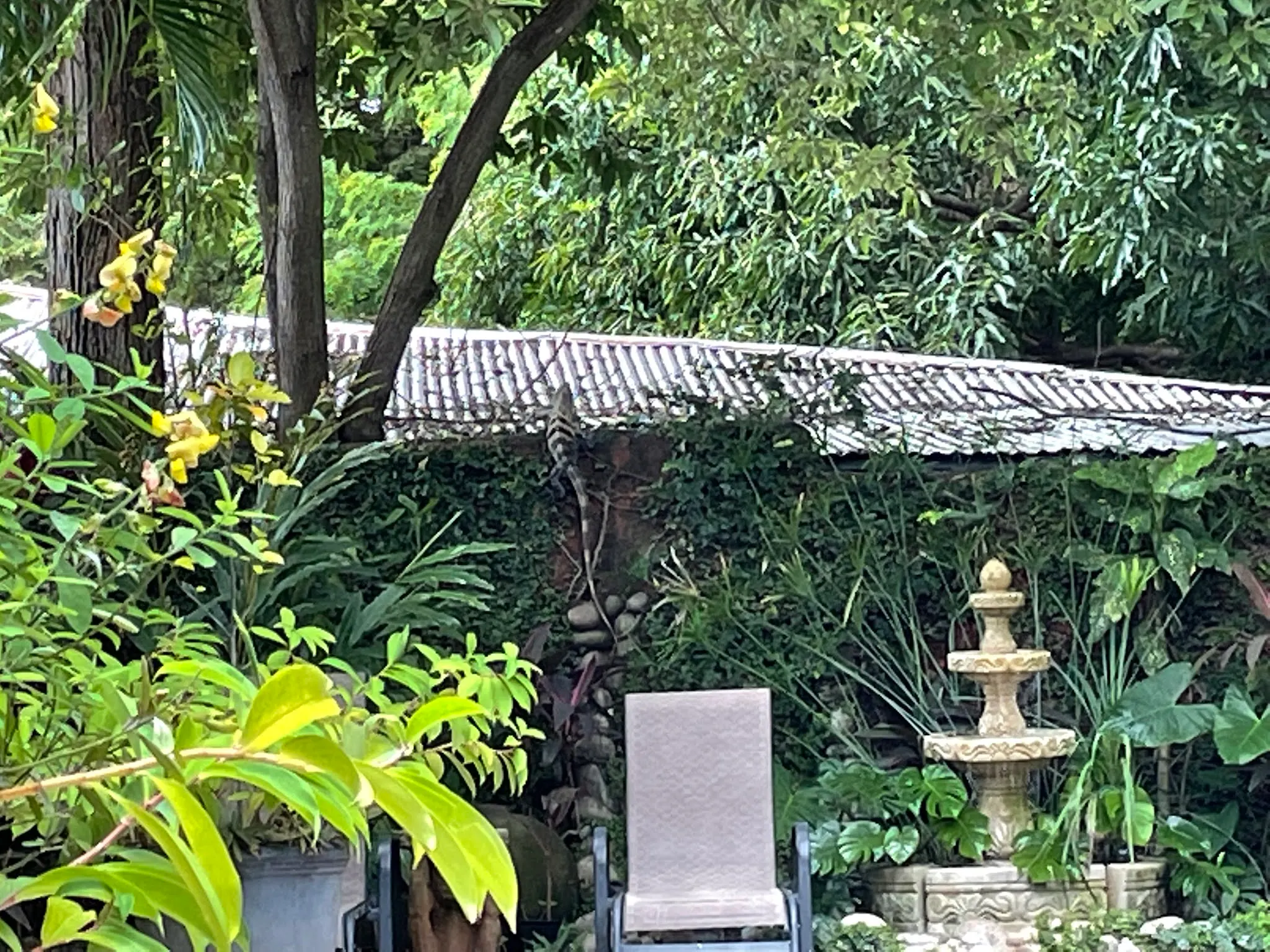 Our lizard friend scaling the fence and eyeing something to attack. We assumed it was a bird or something. But who knows.