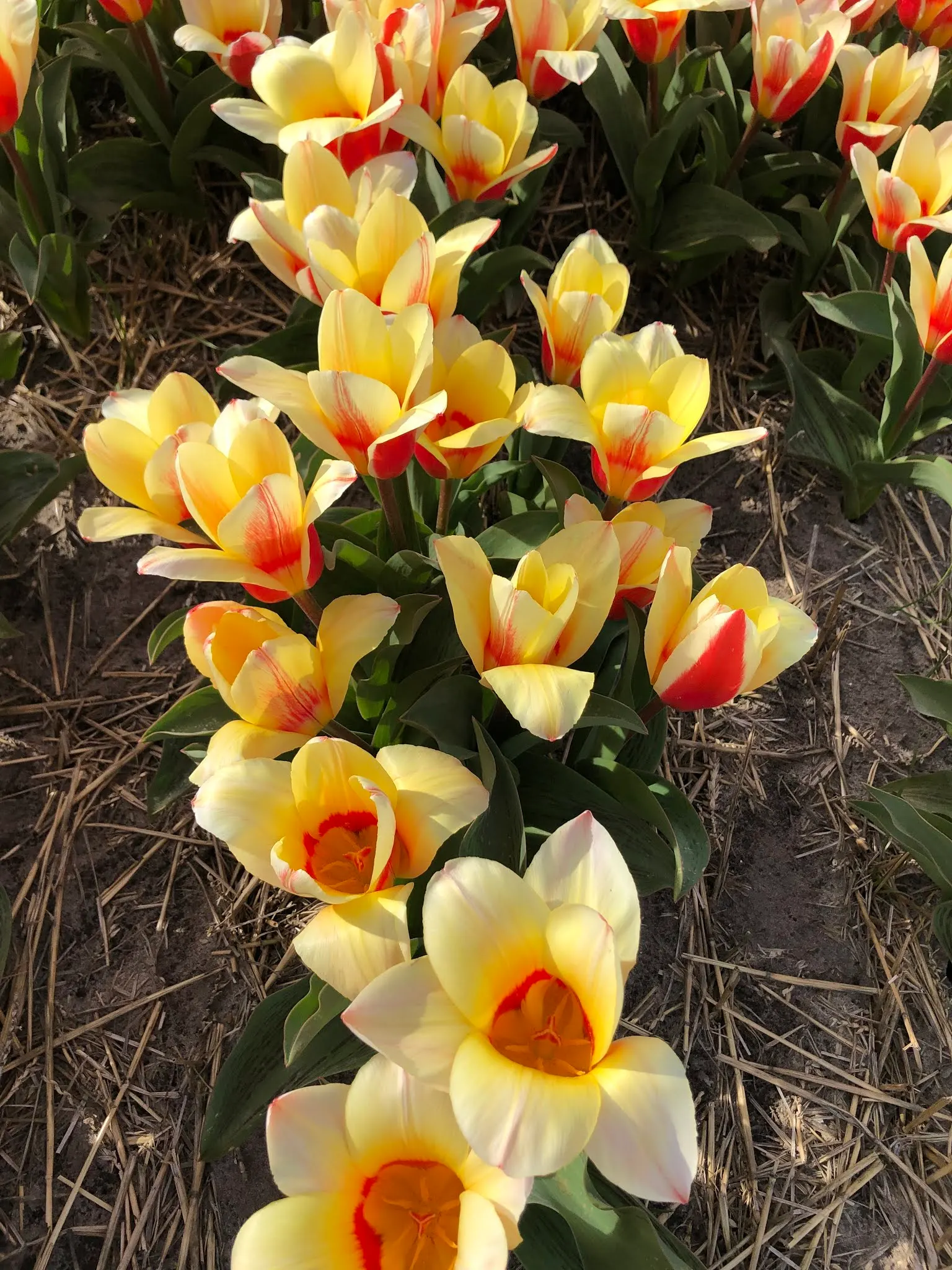 Pretty flowers everywhere.