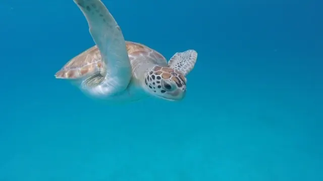 One of our turtle friends.