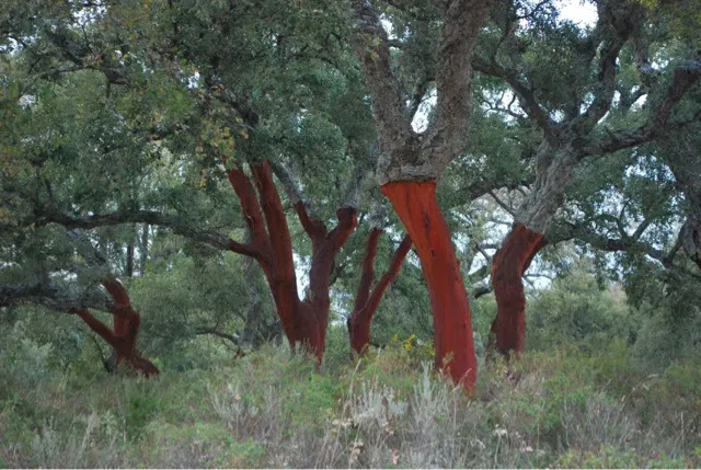 Cork trees that had been stripped of their bark.....