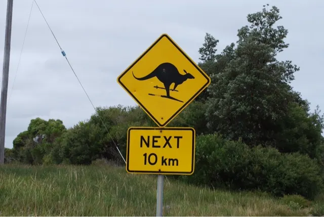We actually went Kangaroo hunting at dusk as that is the time they are supposed to come out. I'm still also looking for the one that skil's....like the one on the Kangaroo skiing sign here!