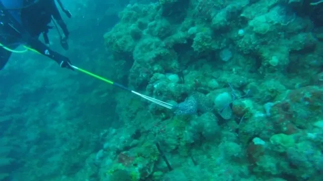 Ahhh...the Morray Eel would prefer Lion Fish....