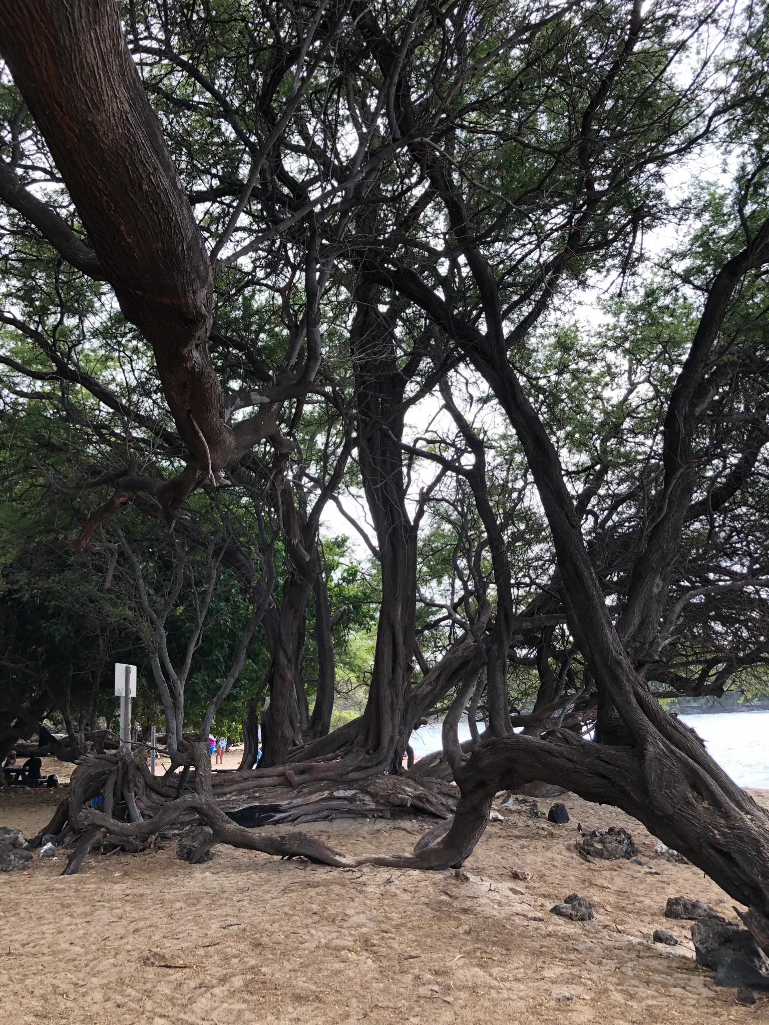The shady area of Beach 69....