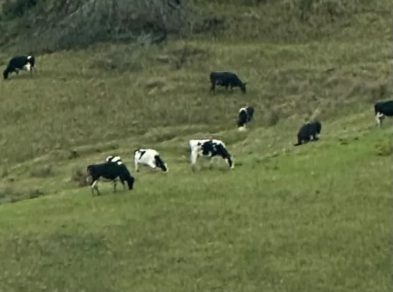 Cows everywhere around here. Lots of them and sheep.