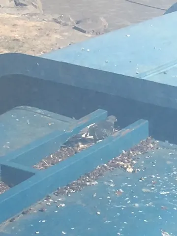 Making a home underneath the part of the Jetway that extended to our boat were pigeons. This one was sitting on a nest keeping some eggs warm....