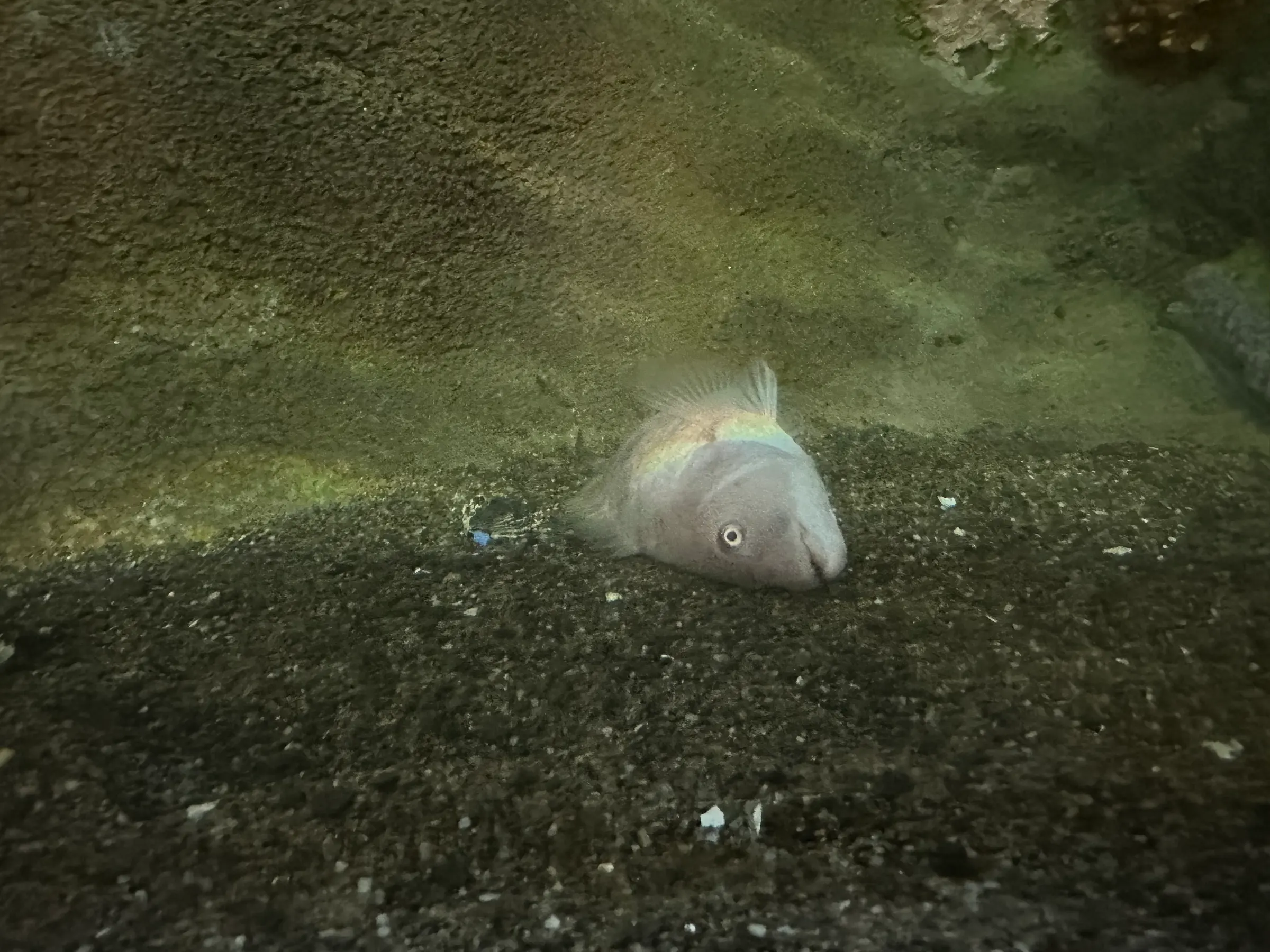 Our dead friend. May he/she rest in peace!