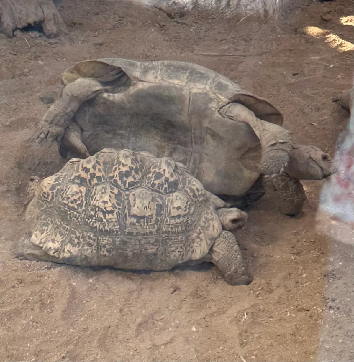 This was funny. We watched two turtles wrestle. The smaller one almost had the bigger one pinned (one his back). But the bigger one eventually got right side up and then began to push the little one around, even hitting him with his…paw? Not sure what you call it. It was fun to watch. After a few minutes they both gave up and just walked away.
