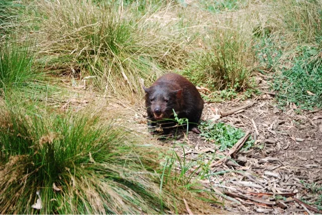Tazmanian Devil