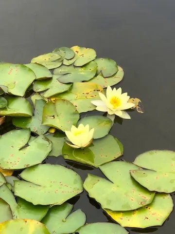 The pretty pond had Lilly pads and this on sported a yellow flower. So naturally, Denise grabbed a shot of it.