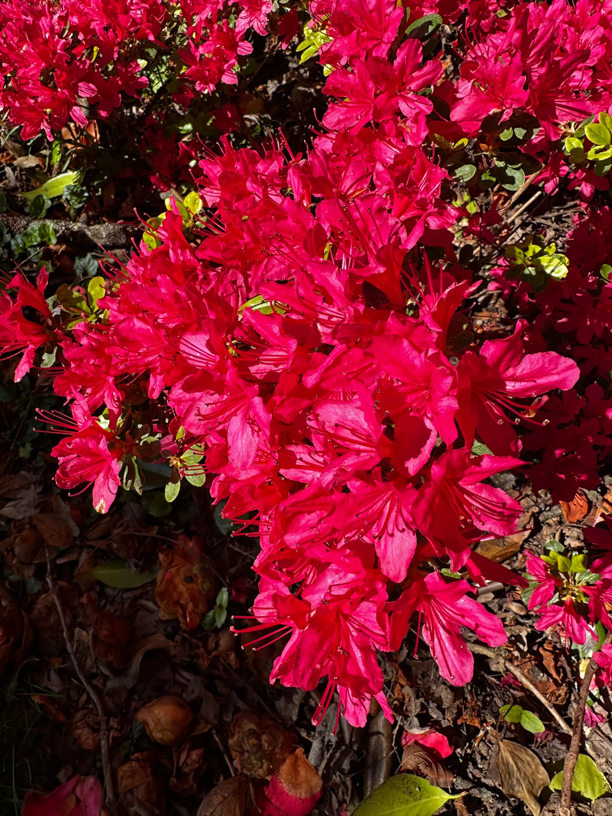 Beautiful flowers in Candie Garden.