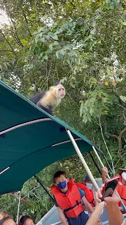 They would just jump on the canopy over our boat and look in. This is a good shot of one of the howler monkeys. They can sure make a large sound if they want to and can be heard from quite a ways away.