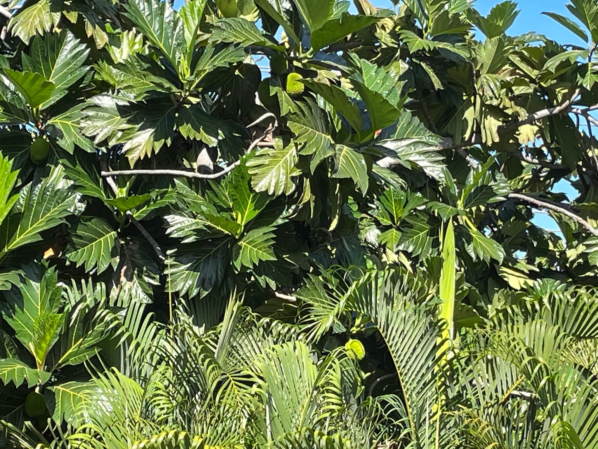 This is the vegetation across from the restaurant on the other side of the pool. If you look closely, the tree has some fruit that is the size of a coconut. I forget the name of the fruit.