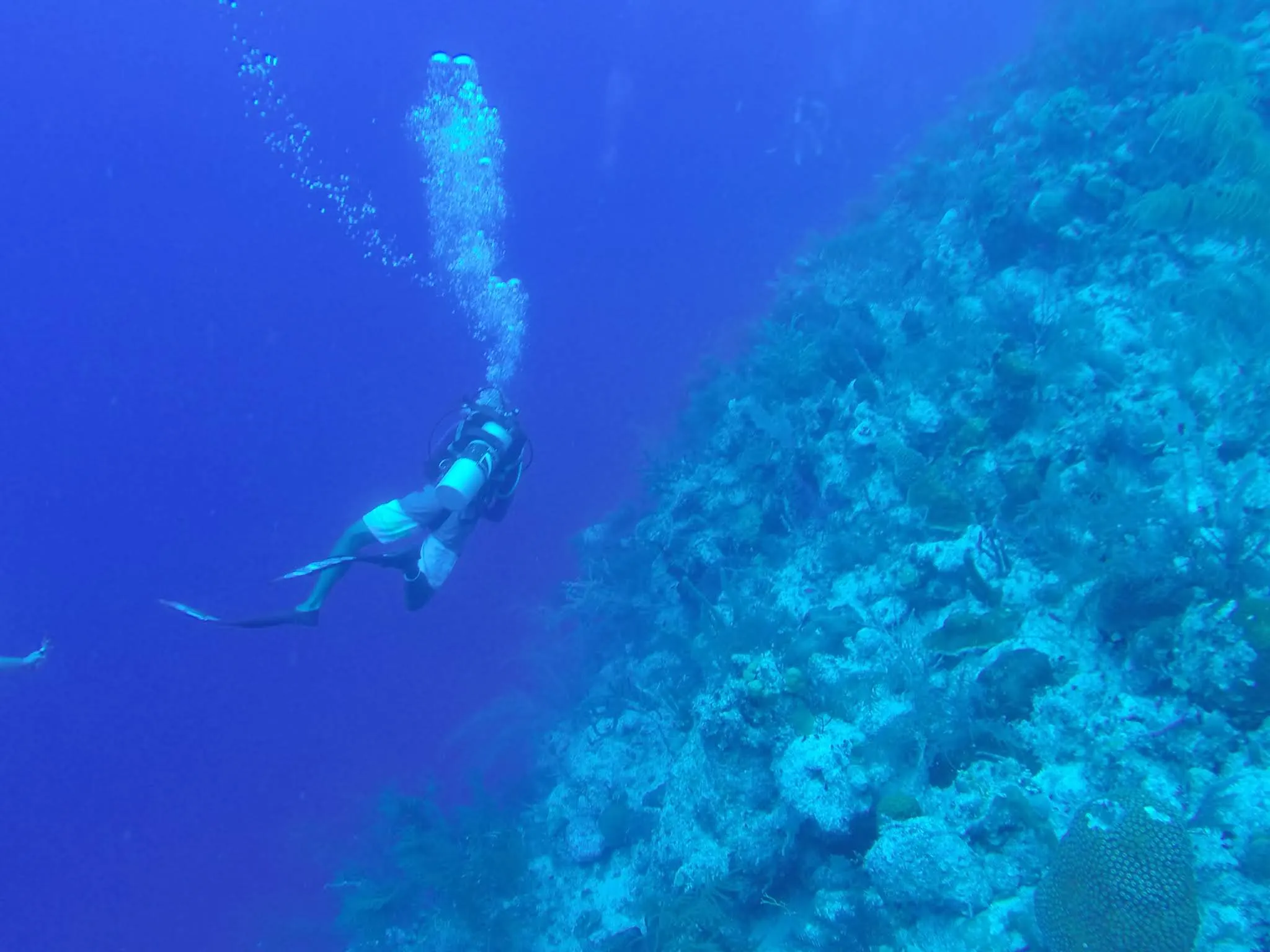 The scuba dive adventure. Look closel, you'll see a great white shark....(Jeff).