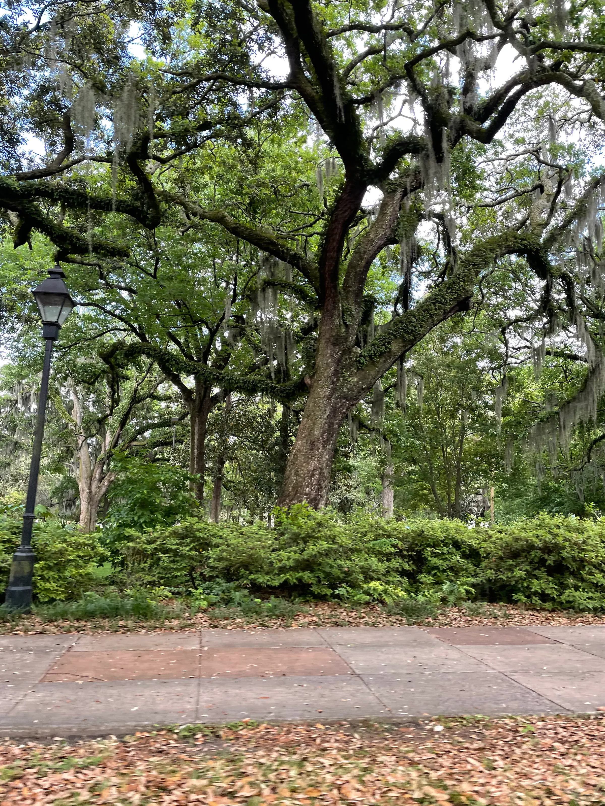 Awesome trees all over Savannah....