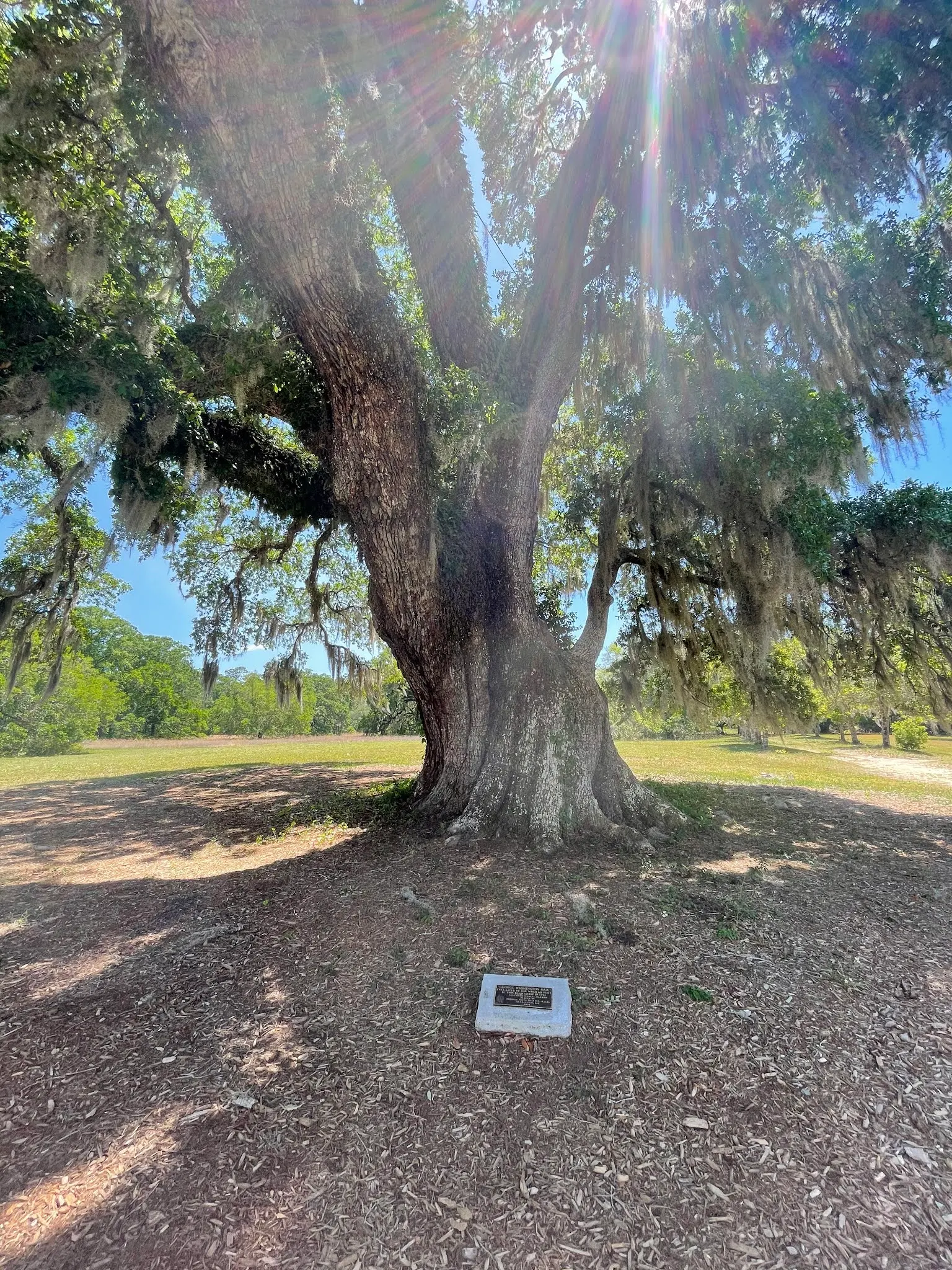 The Washington oak tree on the plantation....named after George Washington’s visit there.