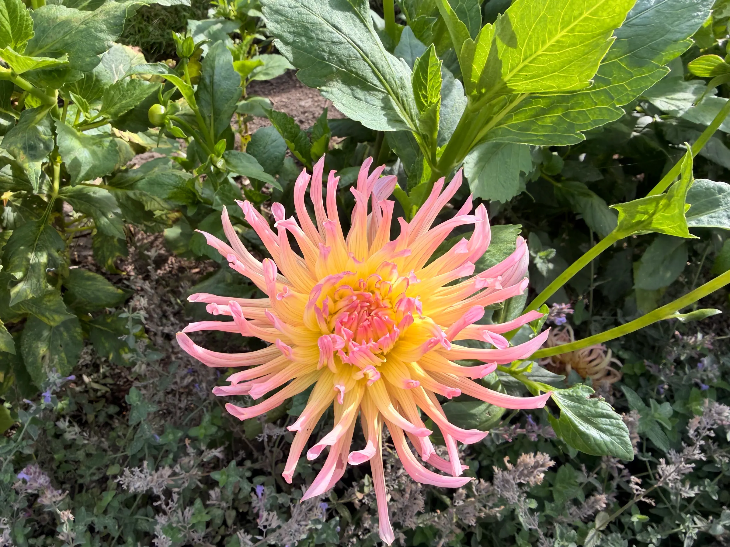 Such beautiful flowers all over the grounds here. These are just a few.