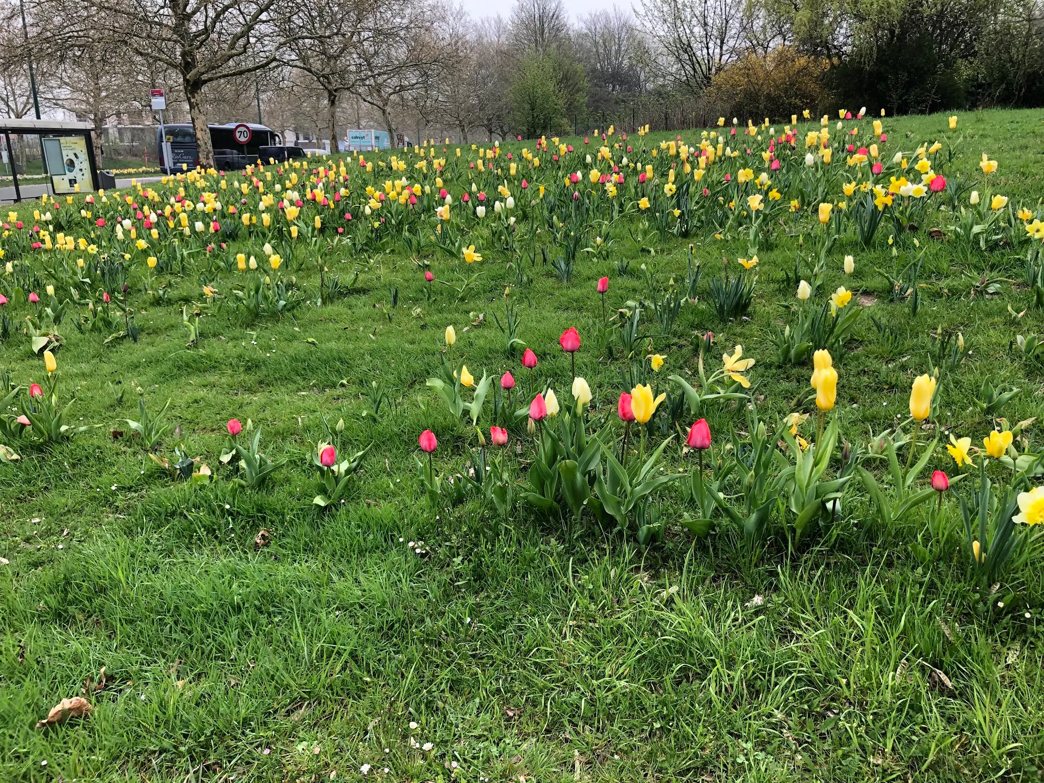 Tulips popping up.