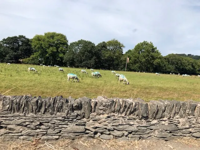 More sheep...you'd think we'd be having lamb chops for dinner each night!!!