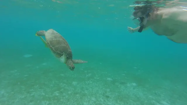 Snorkeling with turtles at Akumal....