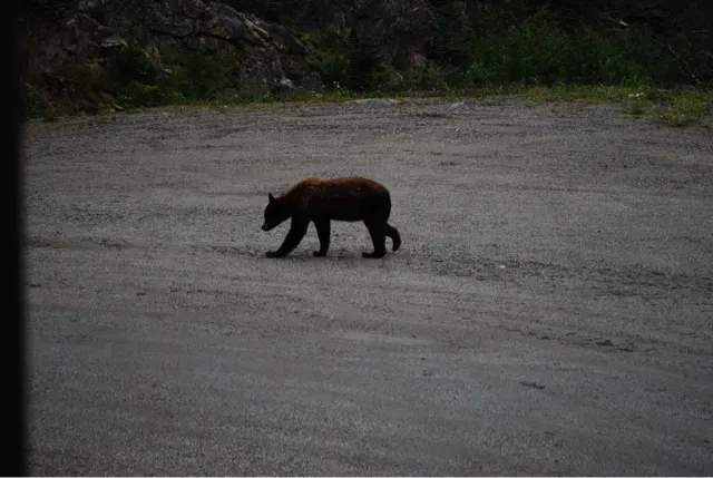 Our bear friend.....