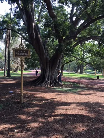 These trees with crazy roots sticking out above ground was found everywhere. Denise loved them.