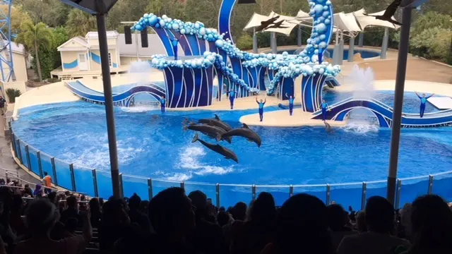 Dolphin Show.....