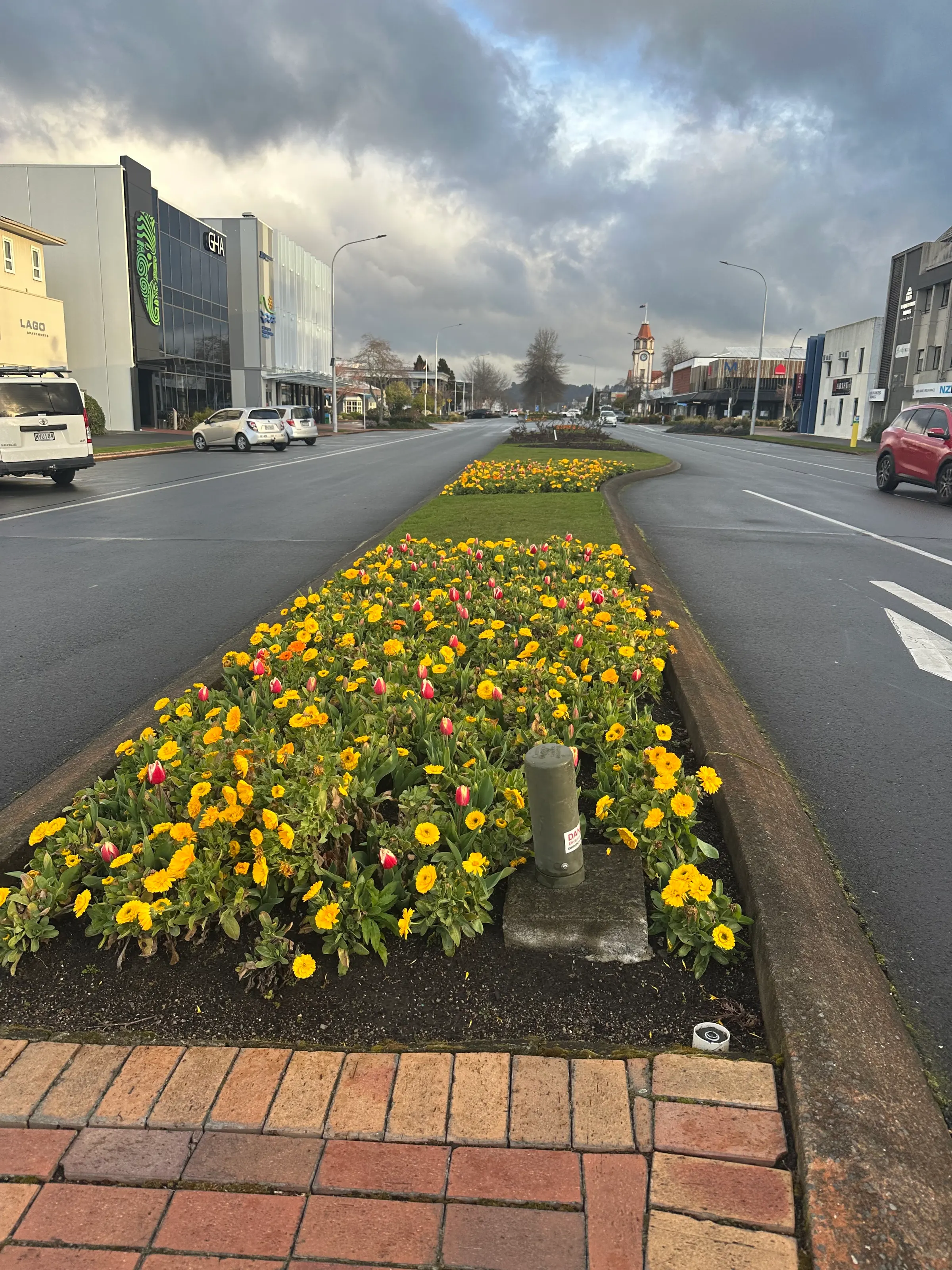 We saw these flowers separating the street on our walk to get food this evening. Kinda pretty they were.
