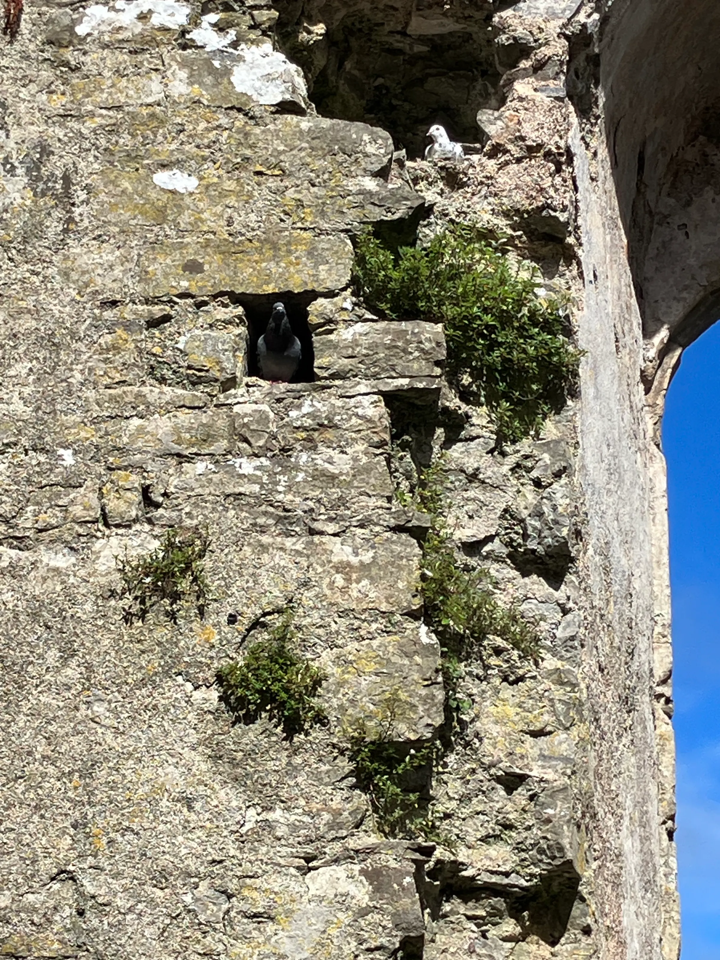 Doves were everywhere in the Pembroke Castle. I think we invaded their home.