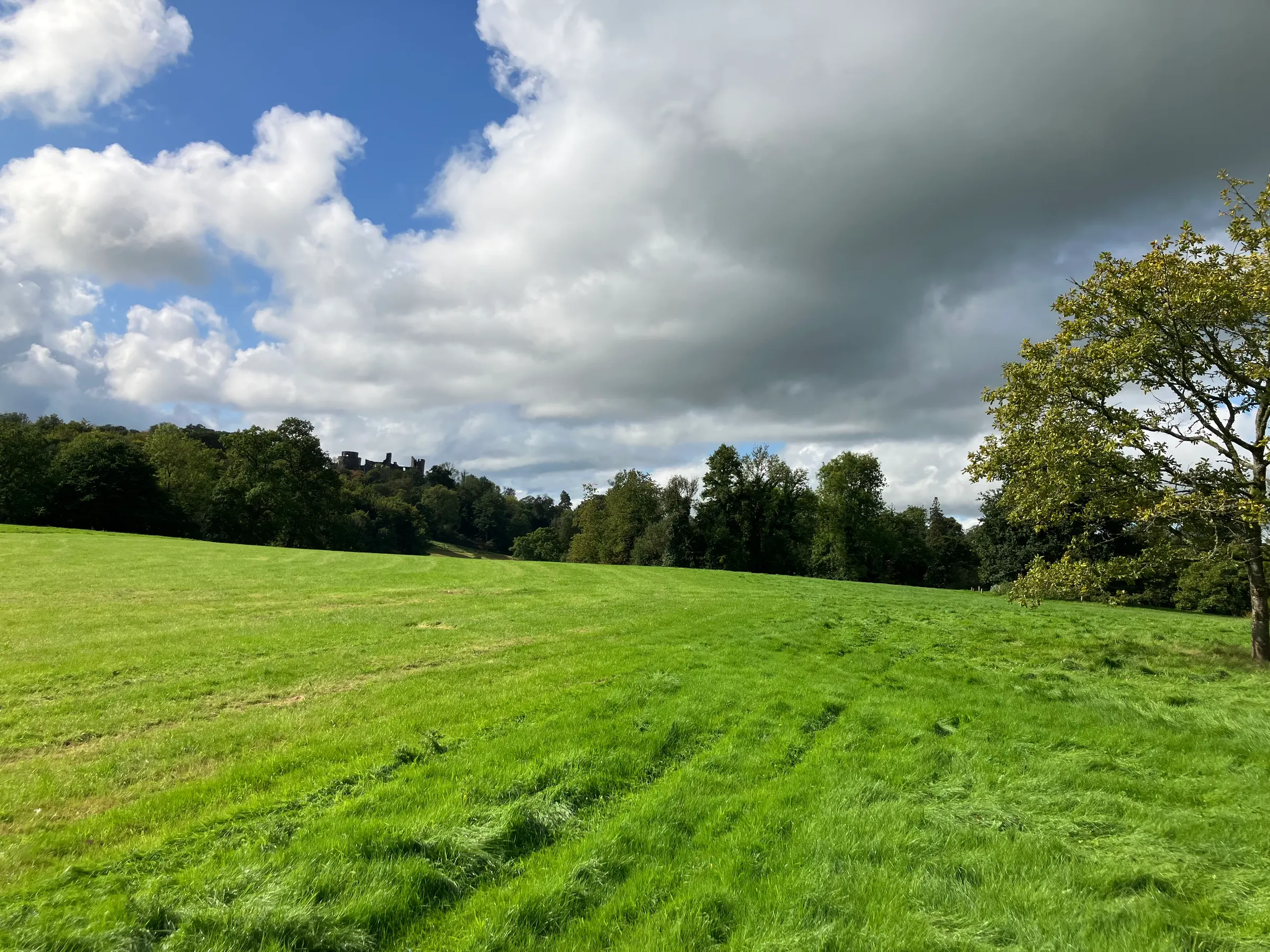 The pasture we crossed to either get back to the car park or the castle. Not sure which.