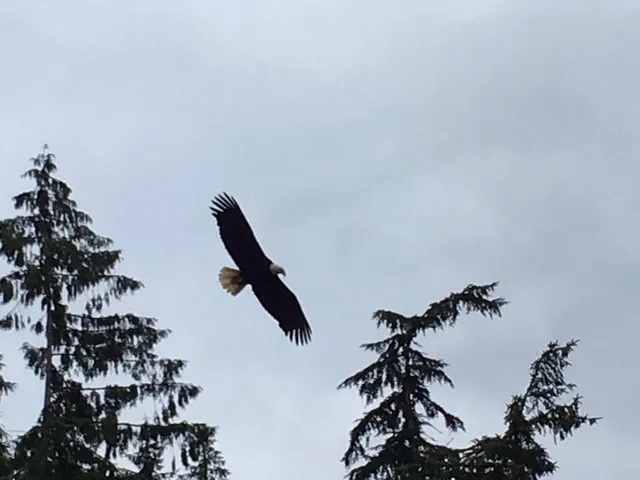 Eagle soaring......