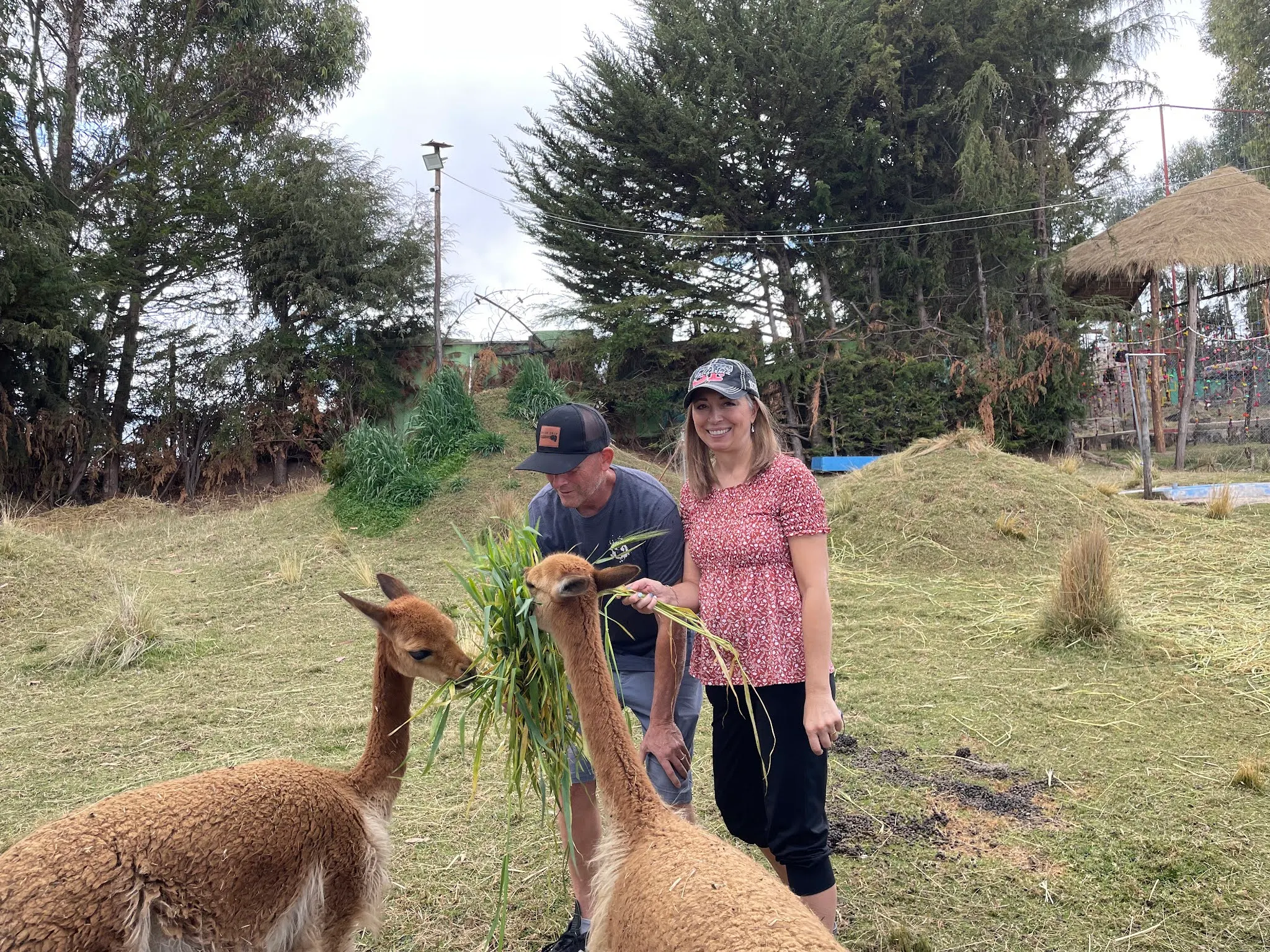 Scott and Michelle feeding Vincua’s which are a wild animal that is growing extinct that lives in high elevations in Peru. I very small rug made of their skin….$1000.