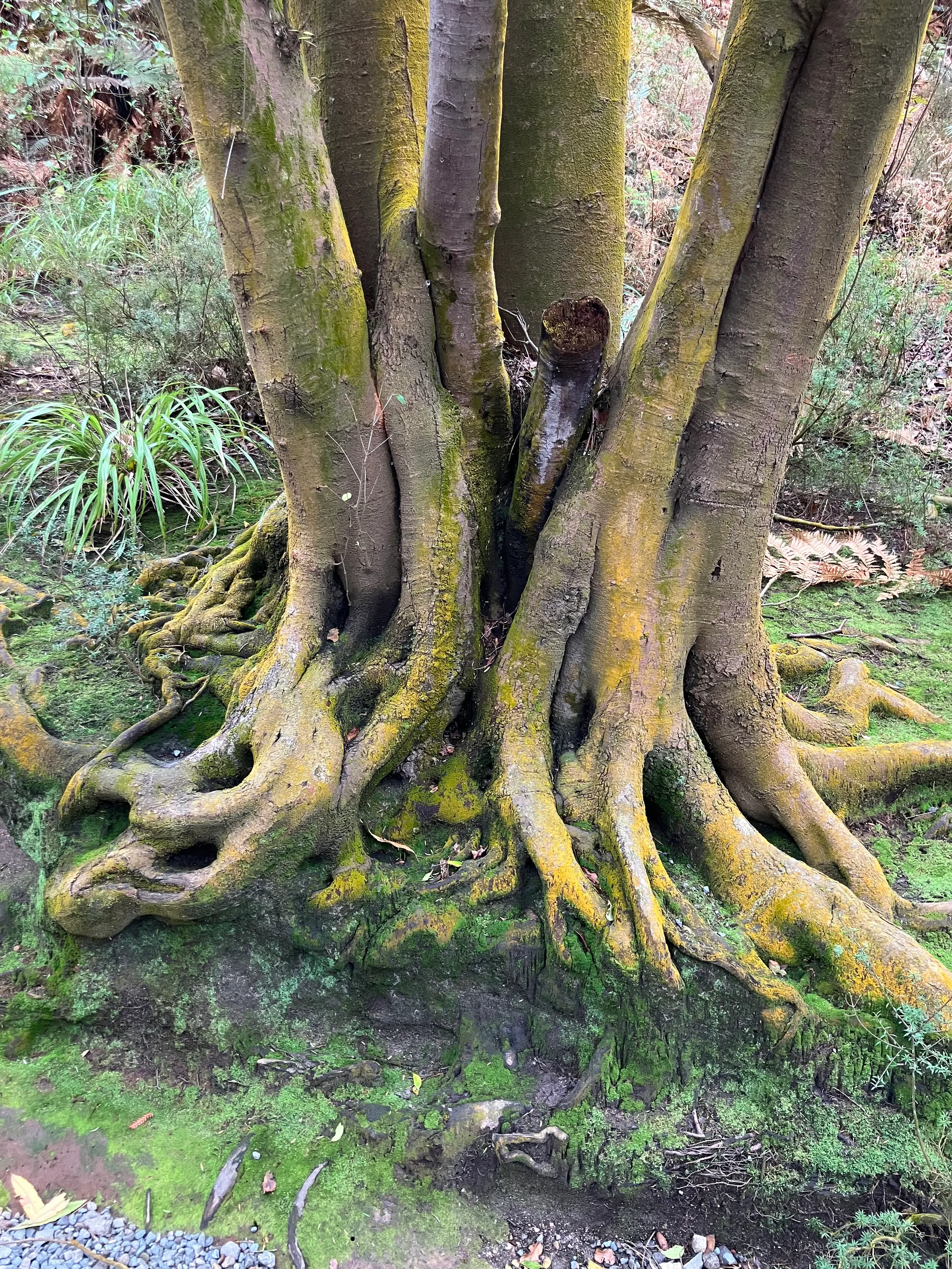 I loved the root system on this tree. Pretty amazing.