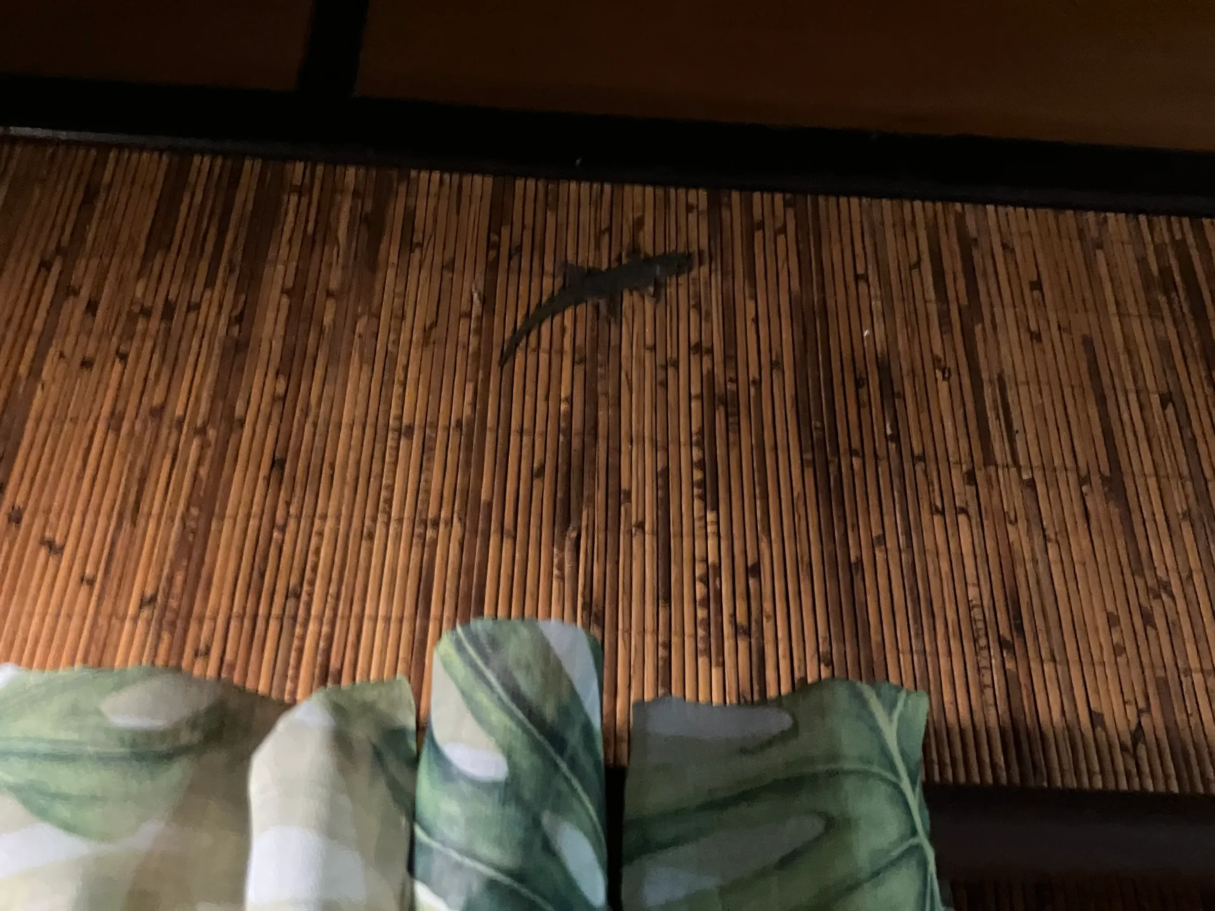 Our grandsons back home only want to see pictures of our house mates who seem to come out in the evening and hang out at the top of our walls. Glamping we are doing….