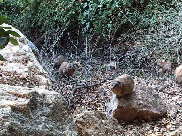 Some furry friends...they said they were not a rodent...but part of the elephant family. I have a hard time believing that one.....