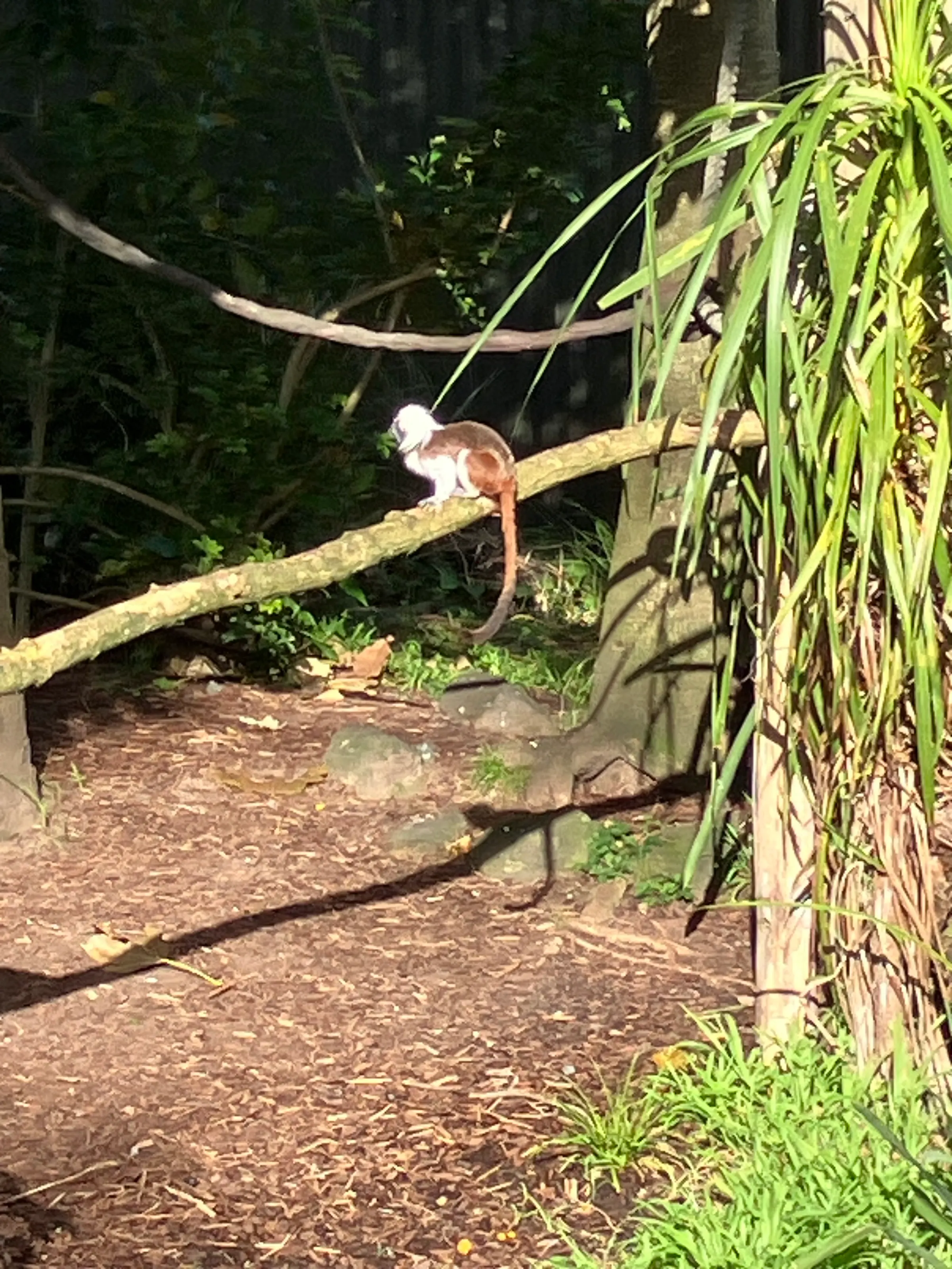Some zoo pictures: