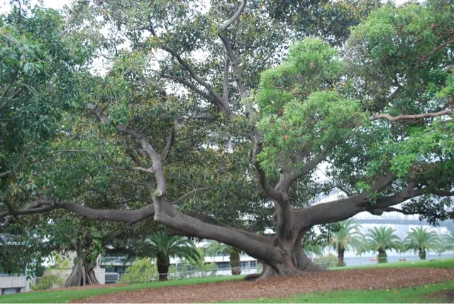 A tree at the Royal Garden...that we were too late to enter.