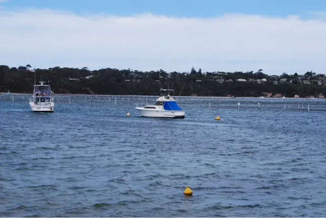When you look out at all the sticks...this is an oyster farm at...I forget the town name. It was along the Sapphire Coast. This is a fresh water lake.