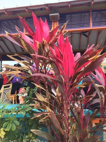 Pretty flowers...