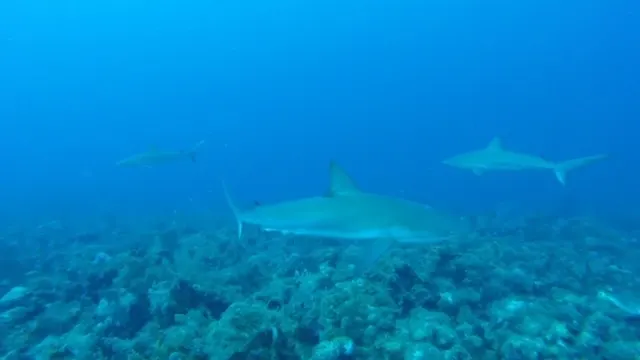 ...or how about Caribbean Shark for dinner?